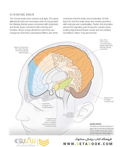 The Brain Fitness Book: Activities and puzzles to keep your mind active and healthy