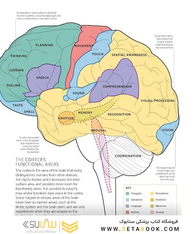The Brain Fitness Book: Activities and puzzles to keep your mind active and healthy