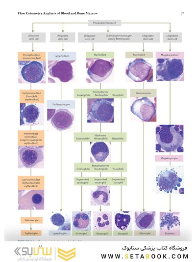 Flow Cytometry in Neoplastic Hematology: Morphologic-Immunophenotypic-Genetic Correlation 4th Edition