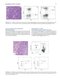 Flow Cytometry in Neoplastic Hematology: Morphologic-Immunophenotypic-Genetic Correlation 4th Edition