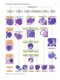 Flow Cytometry in Neoplastic Hematology: Morphologic-Immunophenotypic-Genetic Correlation 4th Edition