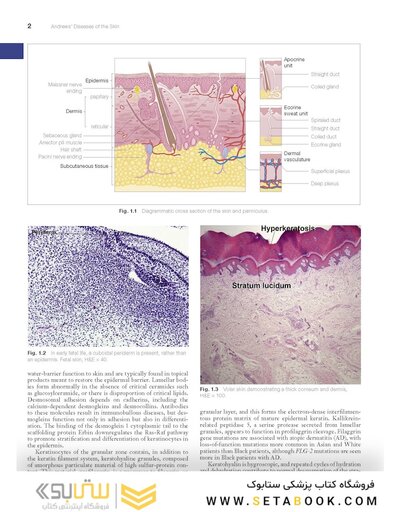Andrews' Diseases of the Skin: Clinical Dermatology, 14th Edition