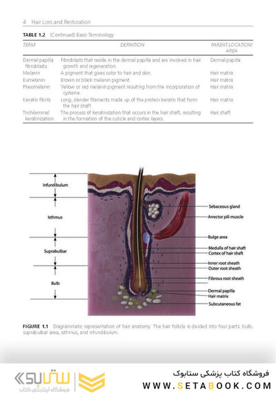 Hair Loss and Restoration 3rd Edition