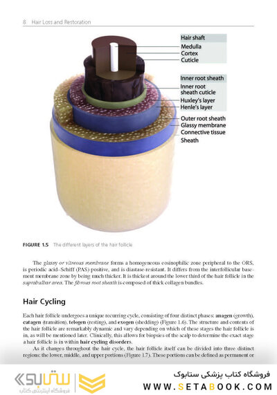 Hair Loss and Restoration 3rd Edition