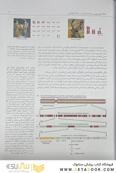 زیست شناسی مولکولی سلول آلبرتس جلد دوم 2022