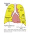 Webb & Higgins Thoracic Imaging