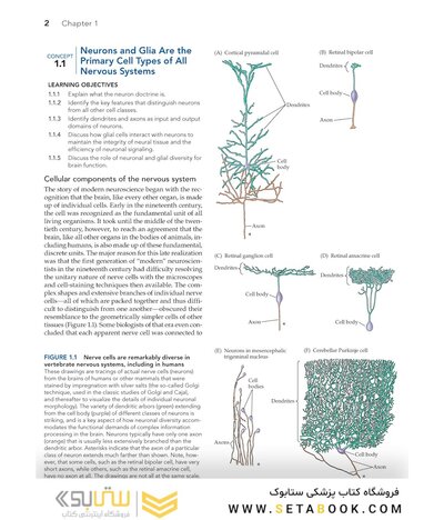 Neuroscience 7th Edition