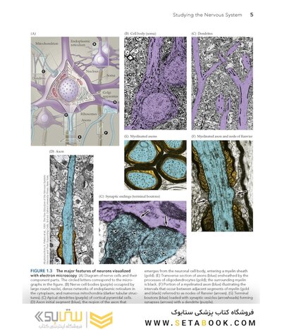Neuroscience 7th Edition