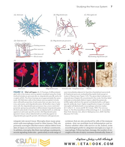 Neuroscience 7th Edition