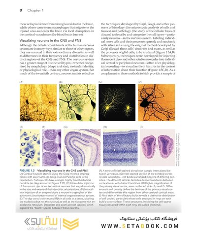Neuroscience 7th Edition