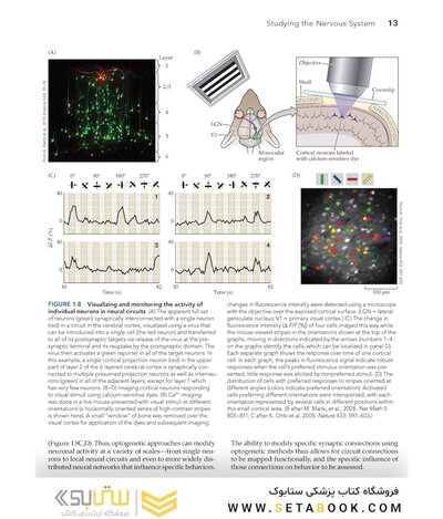 Neuroscience 7th Edition