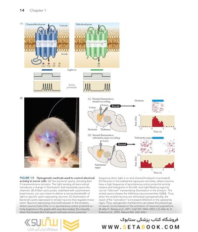 Neuroscience 7th Edition