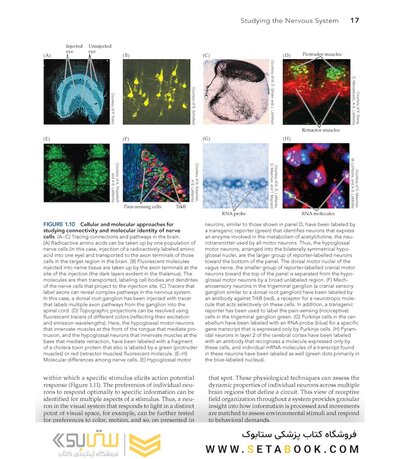 Neuroscience 7th Edition