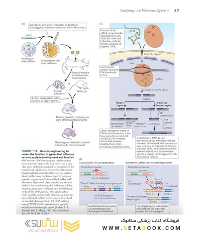 Neuroscience 7th Edition