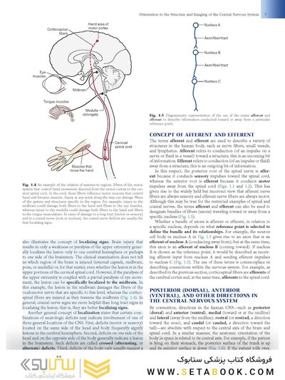 Fundamental Neuroscience for Basic and Clinical Applications 6th Edition