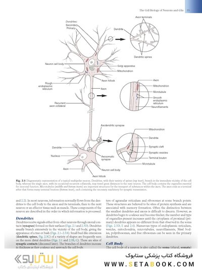 Fundamental Neuroscience for Basic and Clinical Applications 6th Edition
