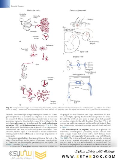 Fundamental Neuroscience for Basic and Clinical Applications 6th Edition