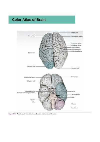 Snell's Clinical Neuroanatomy Ninth Edition