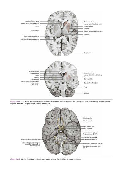 Snell's Clinical Neuroanatomy Ninth Edition