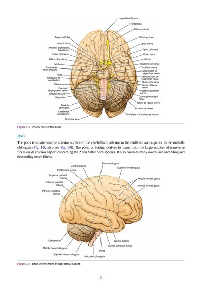 Snell's Clinical Neuroanatomy Ninth Edition