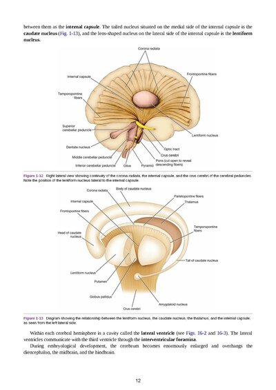 Snell's Clinical Neuroanatomy Ninth Edition