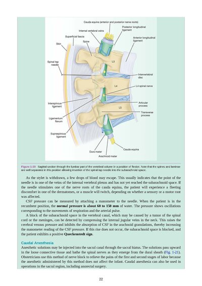Snell's Clinical Neuroanatomy Ninth Edition