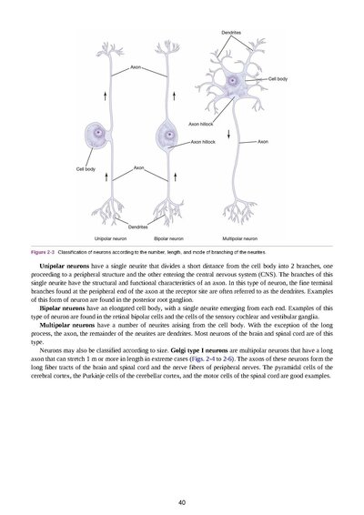 Snell's Clinical Neuroanatomy Ninth Edition
