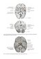 Snell's Clinical Neuroanatomy Ninth Edition