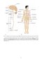 Snell's Clinical Neuroanatomy Ninth Edition