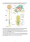 Snell's Clinical Neuroanatomy Ninth Edition