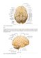 Snell's Clinical Neuroanatomy Ninth Edition