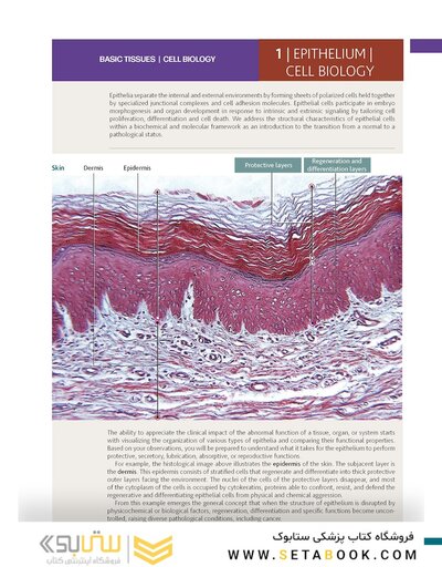 Histology and Cell Biology: An Introduction to Pathology 6th Edition