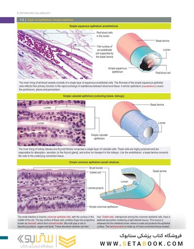 Histology and Cell Biology: An Introduction to Pathology 6th Edition