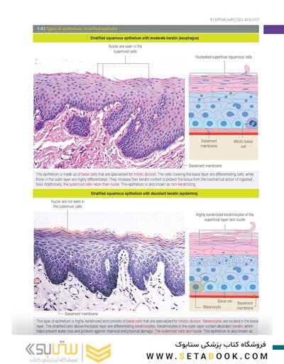Histology and Cell Biology: An Introduction to Pathology 6th Edition