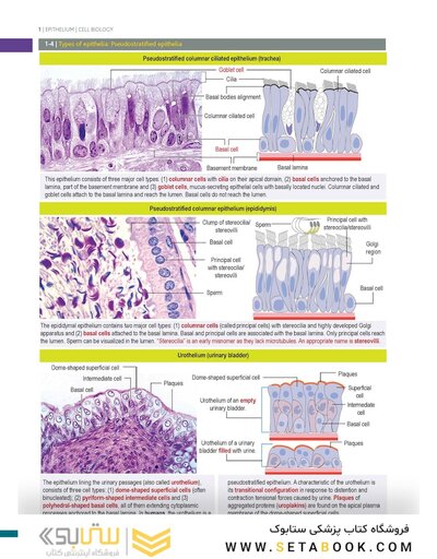 Histology and Cell Biology: An Introduction to Pathology 6th Edition