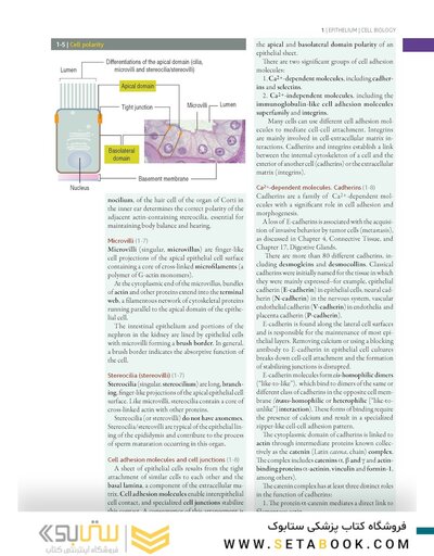 Histology and Cell Biology: An Introduction to Pathology 6th Edition