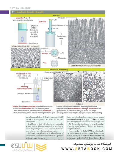 Histology and Cell Biology: An Introduction to Pathology 6th Edition