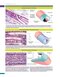 Histology and Cell Biology: An Introduction to Pathology 6th Edition