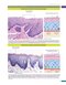 Histology and Cell Biology: An Introduction to Pathology 6th Edition