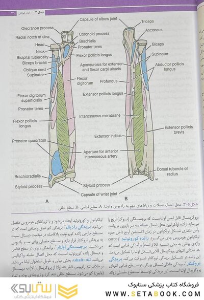 آناتومی بالینی اسنل اندام 2025 جلد دوم