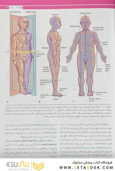 آناتومی بالینی اسنل تنه 2025 جلد اول - ویرایش یازدهم