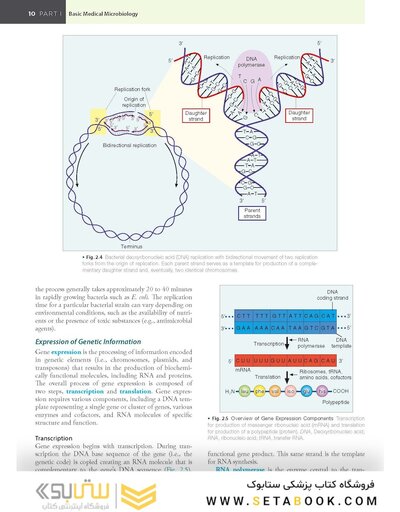 BAILEY AND SCOTTS DIAGNOSTIC MICROBIOLOGY WITH ACCESS CODE 16ED