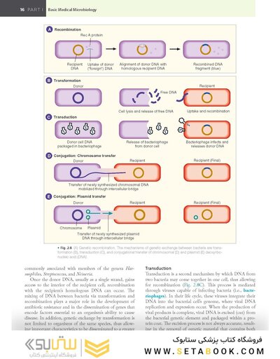 BAILEY AND SCOTTS DIAGNOSTIC MICROBIOLOGY WITH ACCESS CODE 16ED
