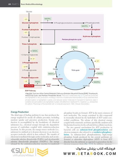 BAILEY AND SCOTTS DIAGNOSTIC MICROBIOLOGY WITH ACCESS CODE 16ED