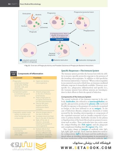 BAILEY AND SCOTTS DIAGNOSTIC MICROBIOLOGY WITH ACCESS CODE 16ED