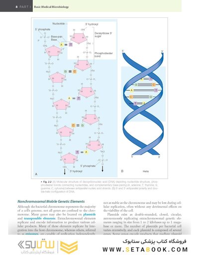 BAILEY AND SCOTTS DIAGNOSTIC MICROBIOLOGY WITH ACCESS CODE 16ED