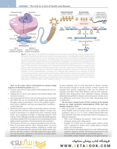 Robbins, Cotran & Kumar Pathologic Basis of Disease (Robbins Pathology) 11th Edition