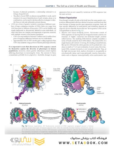 Robbins, Cotran & Kumar Pathologic Basis of Disease (Robbins Pathology) 11th Edition