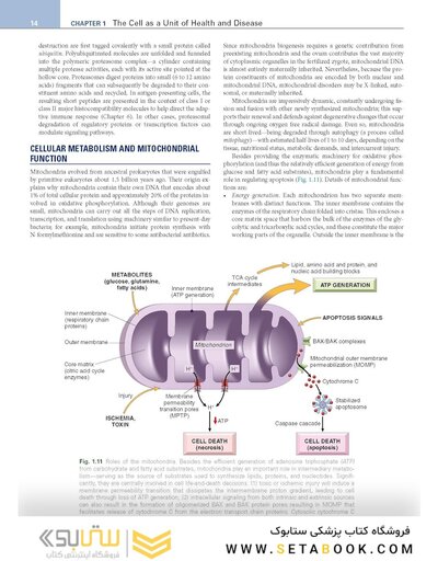 Robbins, Cotran & Kumar Pathologic Basis of Disease (Robbins Pathology) 11th Edition