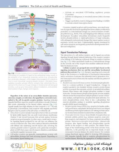 Robbins, Cotran & Kumar Pathologic Basis of Disease (Robbins Pathology) 11th Edition